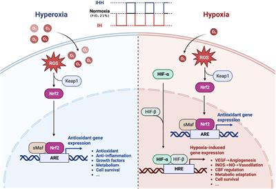 Intermittent hypoxia conditioning as a potential prevention and treatment strategy for ischemic stroke: Current evidence and future directions